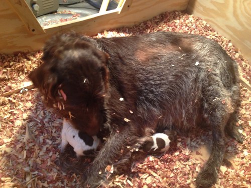 Sue and two puppies around 11 PM Monday