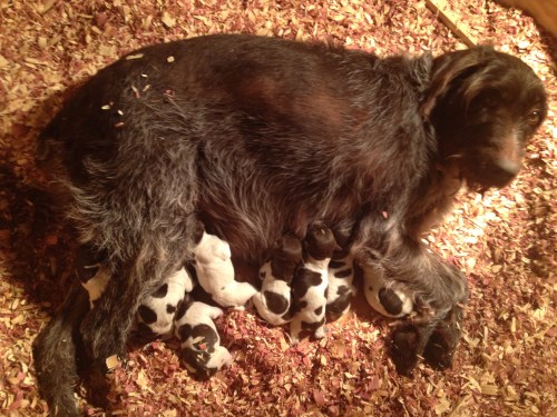 Sue and the 8 puppies at 4:30 AM on Wednesday