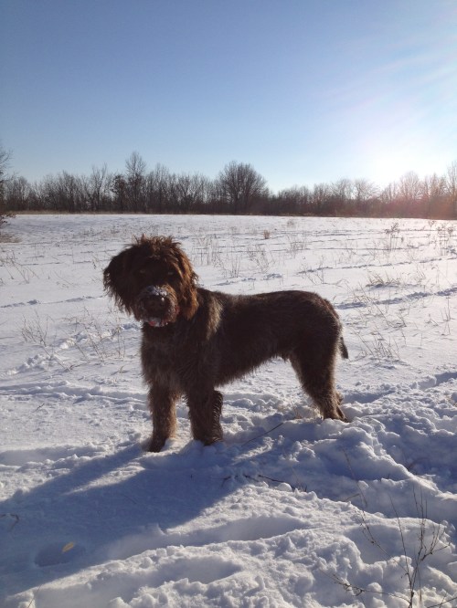 10 month old Gomer in the snow