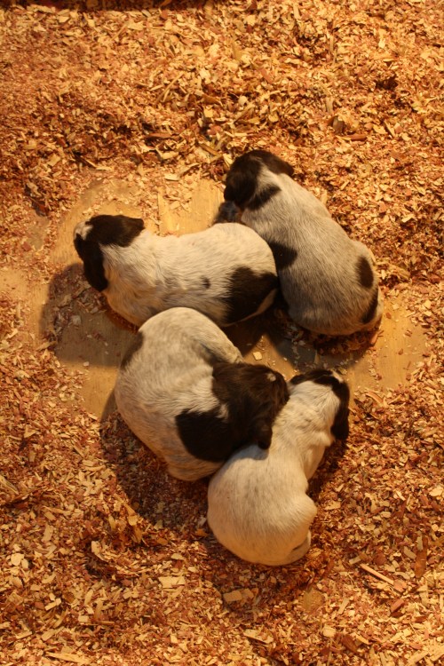 "F" litter taking a nap