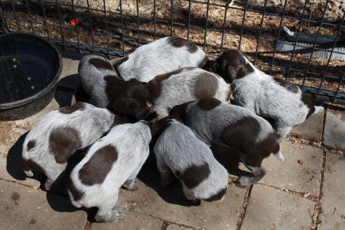 E Litter chowing down on puppy kibble in the kennel.
