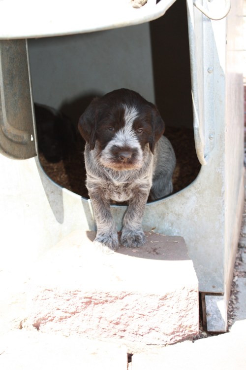 Coming out of the dog house door