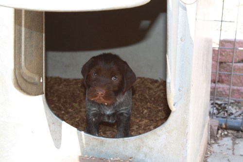 Peeking out of the dog house door