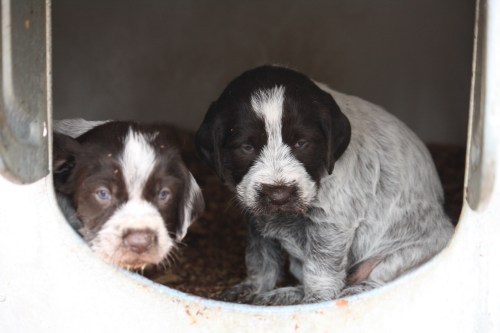 Francis and Frieda peer out of the doghouse.