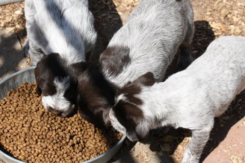 Freida, Fern and Francis chowing down.