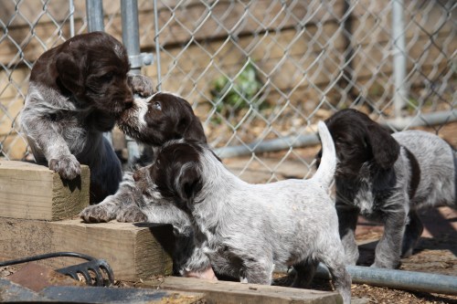 The "F" Litter at 6 weeks: Fern, Frieda, Francis and Flora
