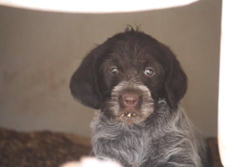 Flora peeking out of the dog house