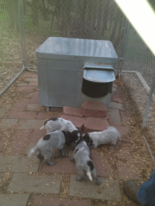 Mae's pups check out the chukar.  Clockwise from top left: Frieda, Francis, Flora and Fern