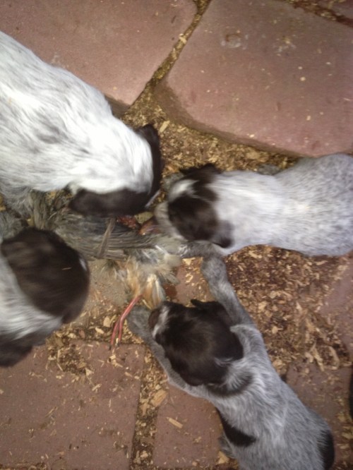 Closeup of F litter and the bird.  Freida, Francis, Flora and Fern