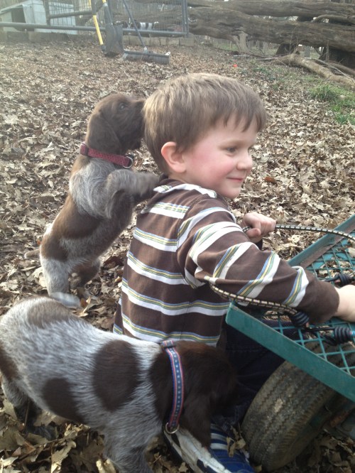 Caleb enjoys a puppy attack