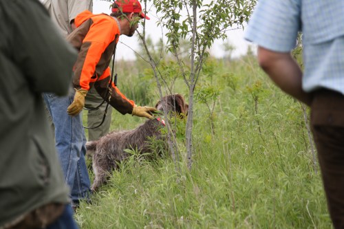 Charles giving BB the release command (file photo from her NA test)