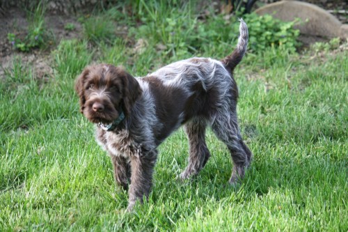 11 week old Reagan striking a pose
