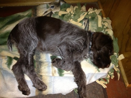 Just Reagan napping under my desk
