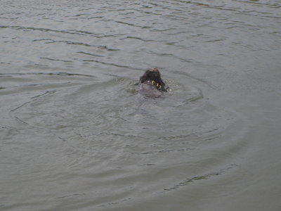 Chester swimming
