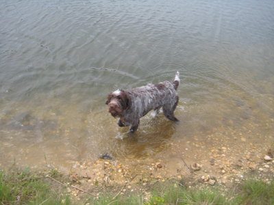 Chester in the water