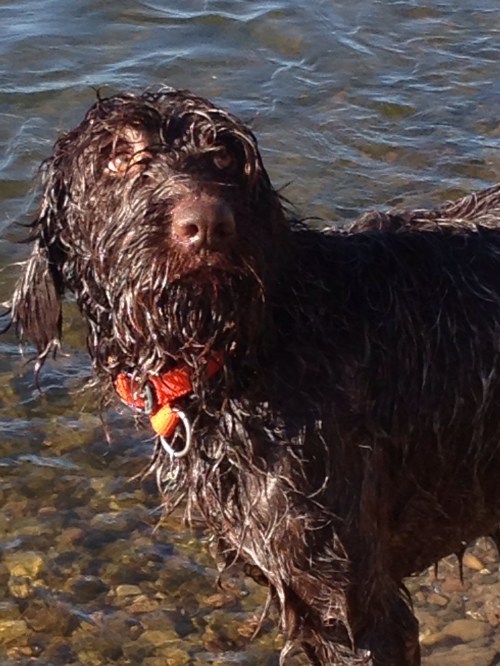 3 year old Gauge in the water