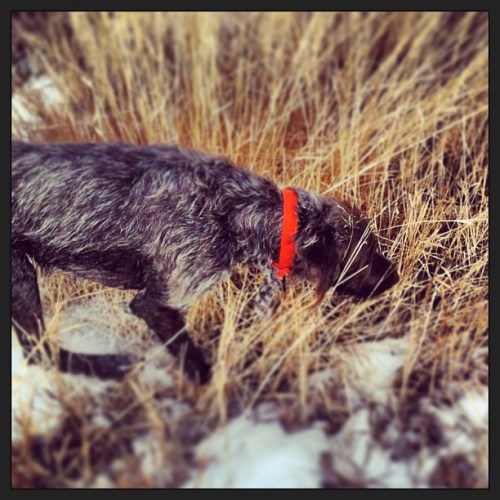 3 year old Gauge pointing a pheasant