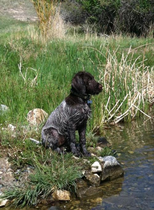 Midge watching the kids