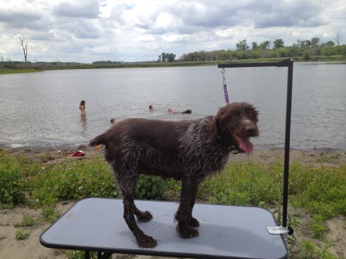 Sue ready to be groomed while Mae swims with the kids.  Sam and BB off running.