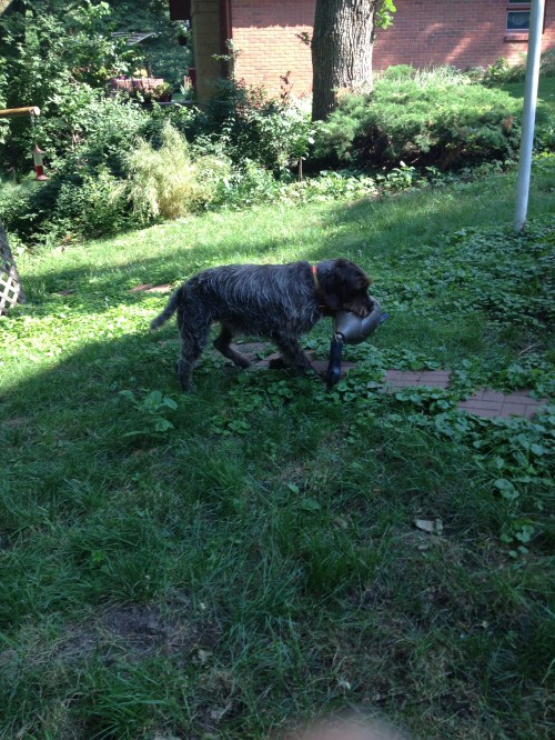 BB brings in the goose Dokken Dead Fowl dummy from a blind retrieve