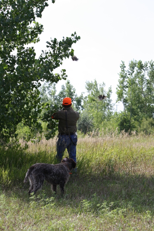 Moment of Impact: BB stands by as a bird gets hit in front of the smaller cottonwood