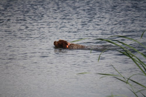 BB out on the duck search