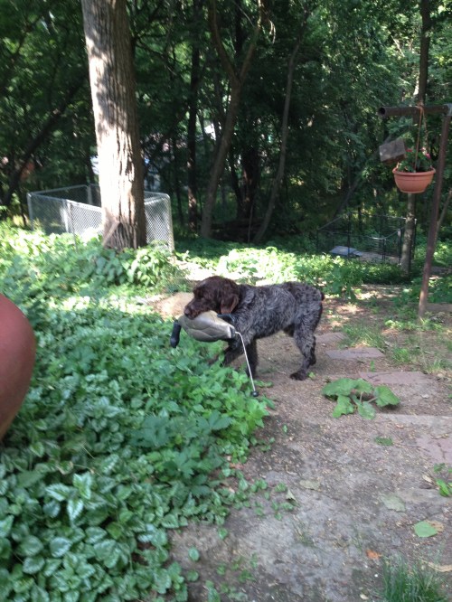 Sam's goose blind retrieve