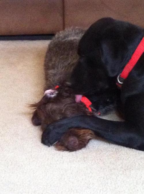 Whiskey getting a bath from Ruger