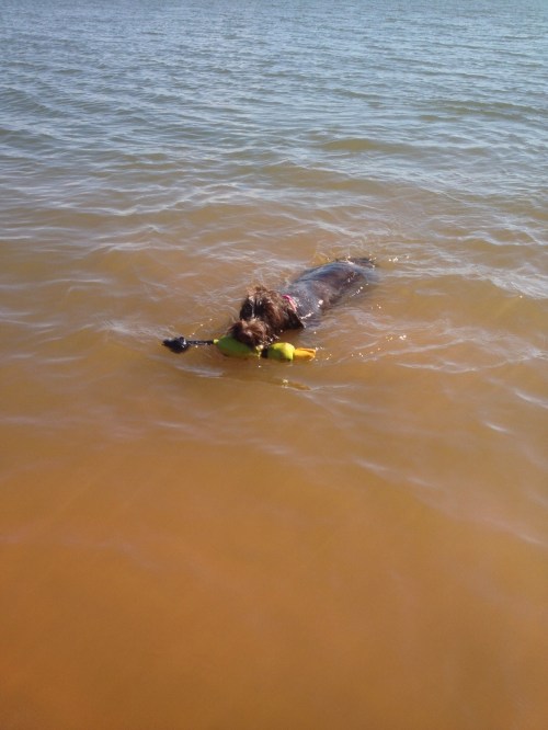 Another shot of Zoey retrieving a dummy