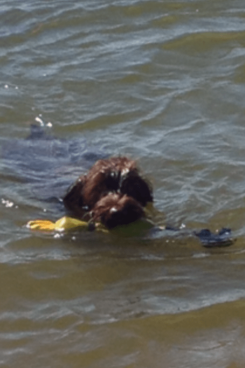 Zoey water retrieve at 8 months