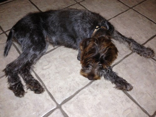 Zoey chilling on the kitchen tiles