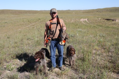 Wirehaired Pointing Griffons Hunt Sharptailed Grouse