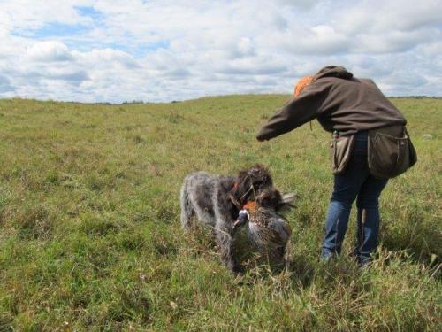 Bringing back the big retrieve.