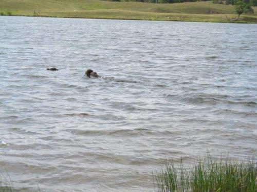 Doing great on her water work too!