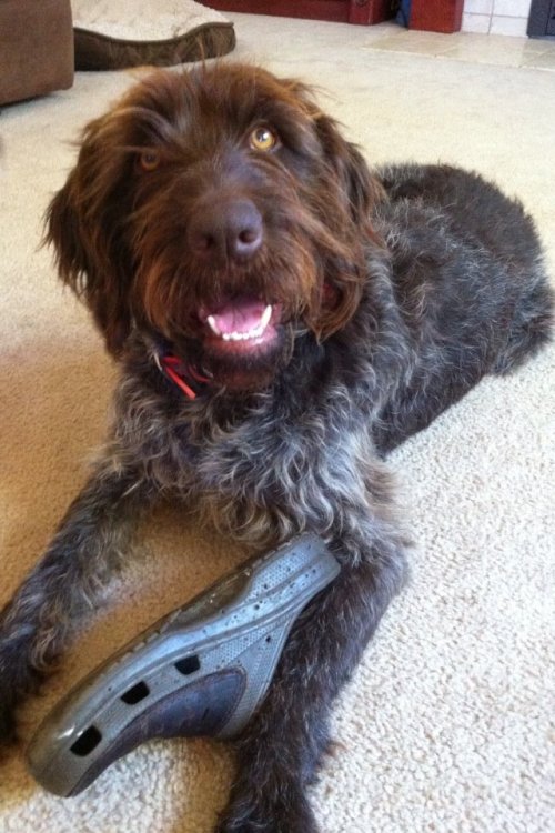 Whiskey thinks that crocs make great chew toys