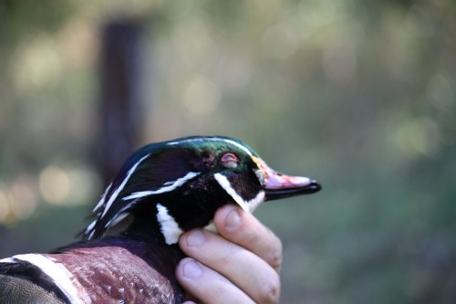 The head of a wood duck drake is one of the most beautiful gifts of nature