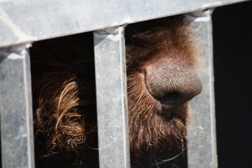 I call this one "Anticipation".  This is Sam having to let BB go as lead duck dog for the first time.