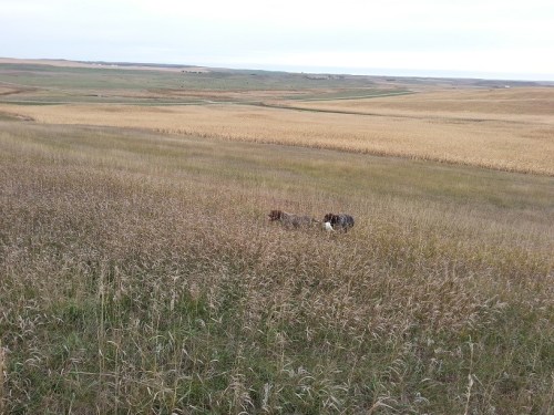 Sam brings in the sharpie retrive with BB on backup.  Photo courtesy of Oscar Hollenbeck