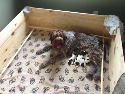 Cristal and the 4 puppies: 1 male and 3 females