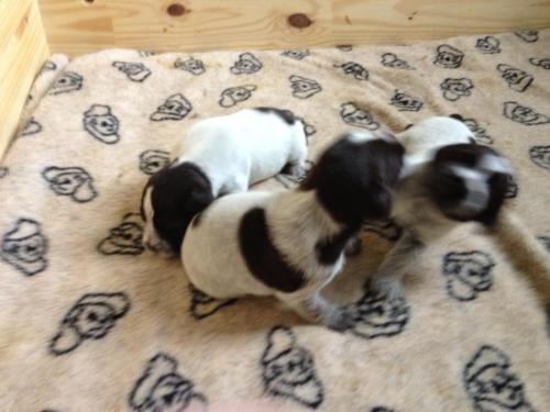 Cristal and Fortis puppies at 3 weeks old.