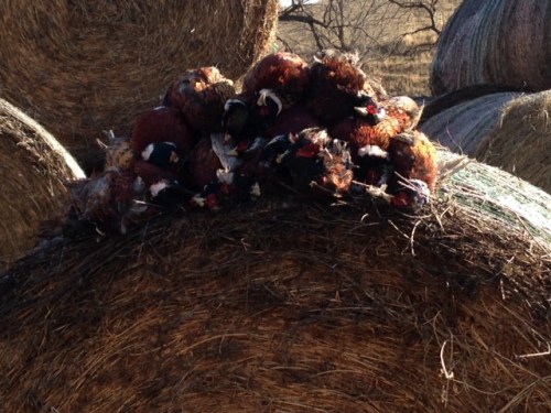Ed's stack of ND pheasants