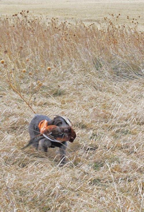 TracHer retrieving another pheasant