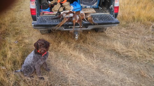 Midge and Montana Pheasants
