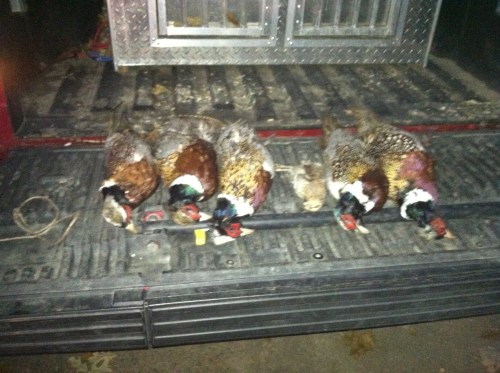End of day bag.  One of Matt's roosters somehow got away.