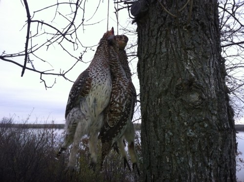 The day's stringer of sharpies back at camp.  Photo by Charles
