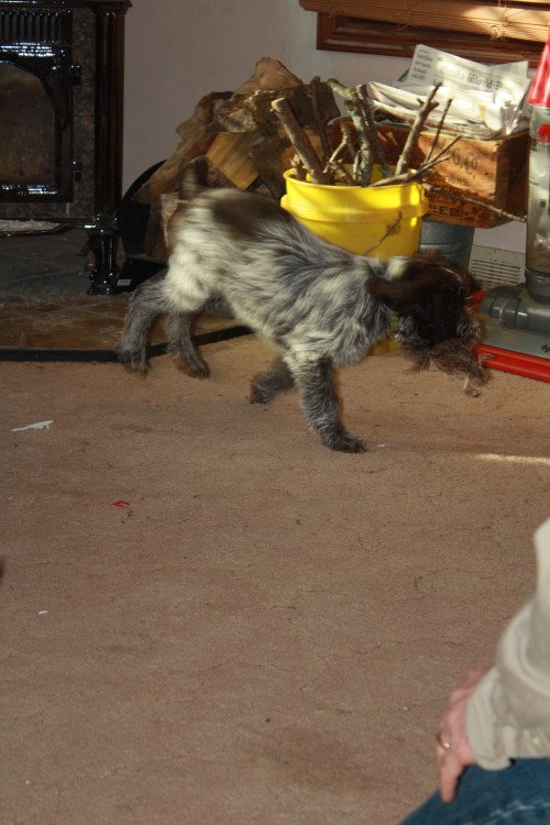 Tor with a frozen quail