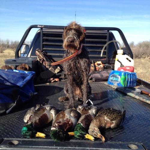 Zoey and her mallard haul!
