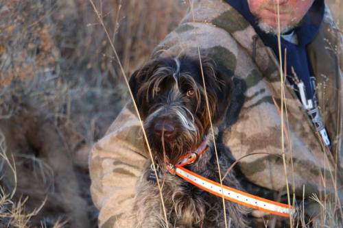 Zoey patiently waiting for the ducks