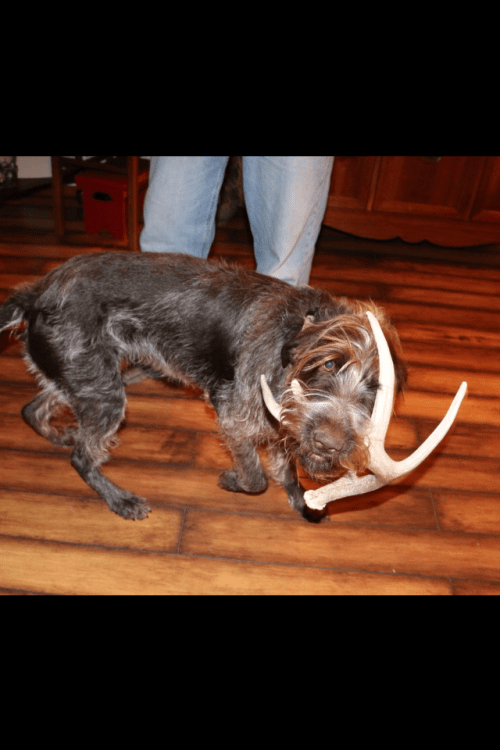 Zoey retrieving an antler