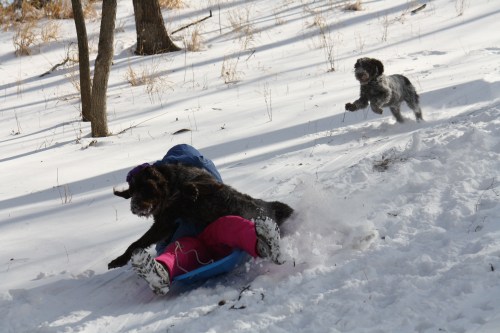 Sam tries to jump on the sled with Cordelia